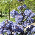 Ceanothus impressus fleur P28 (2)